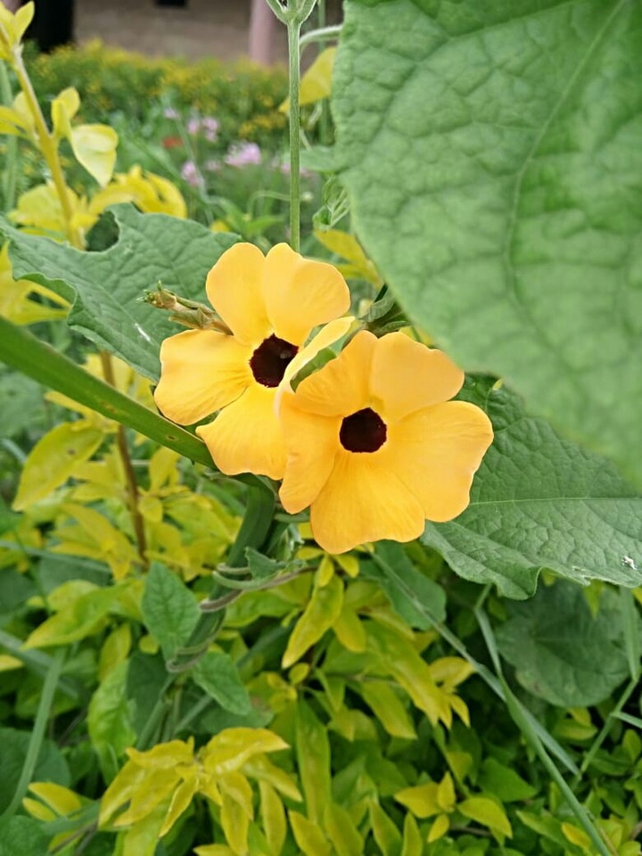 yellow