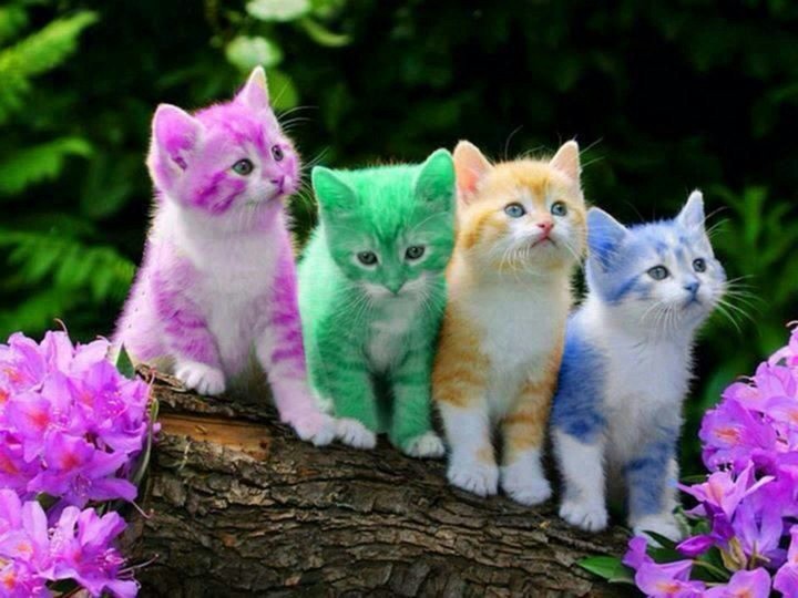 rainbow cats