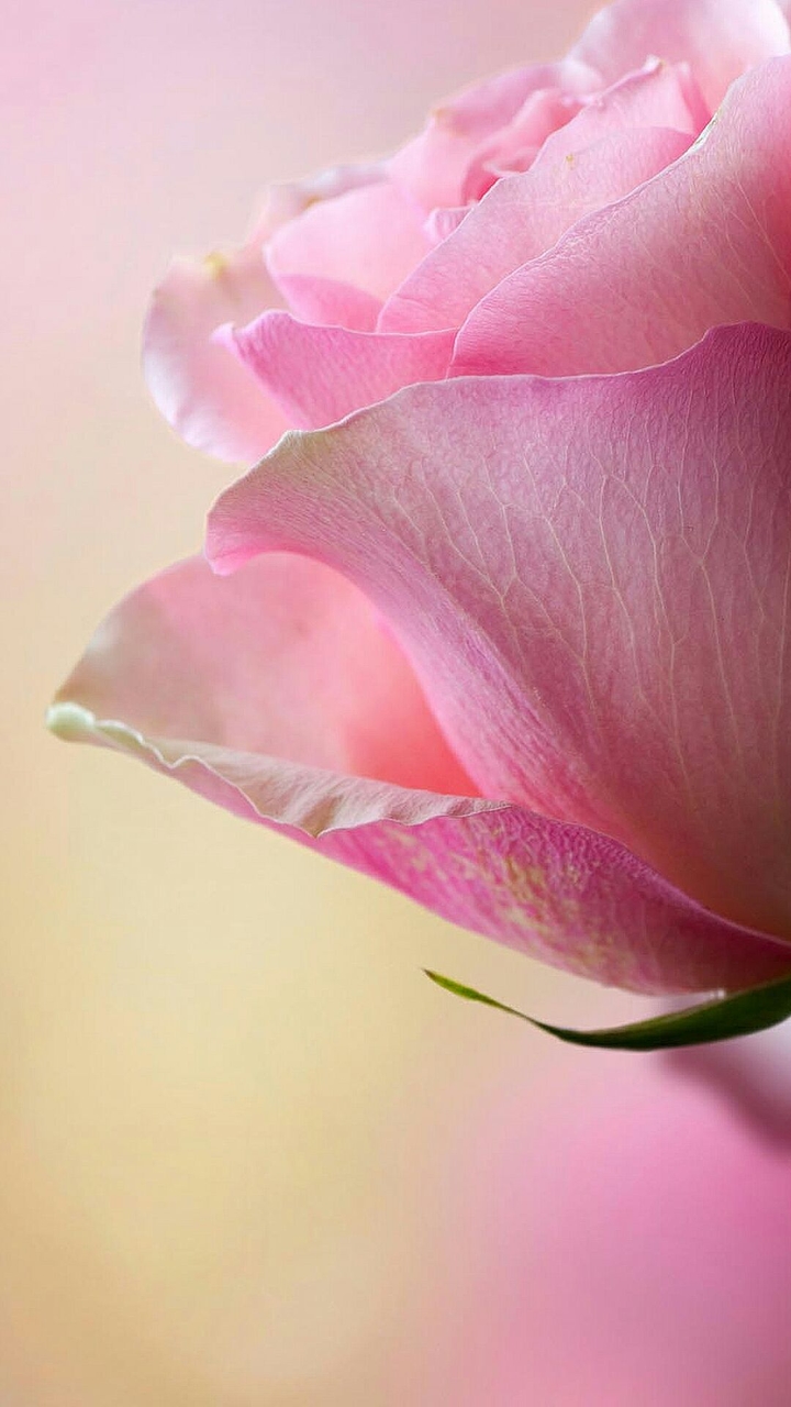 Pink rose