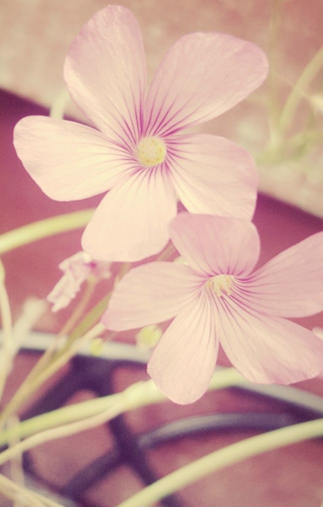 Garden Flowers