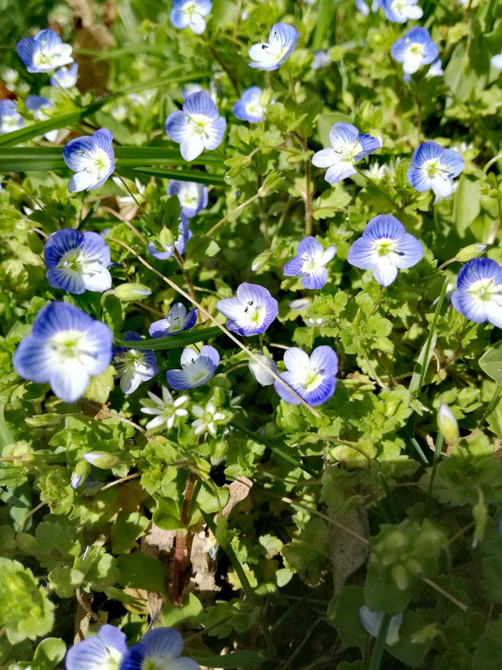 little.blue