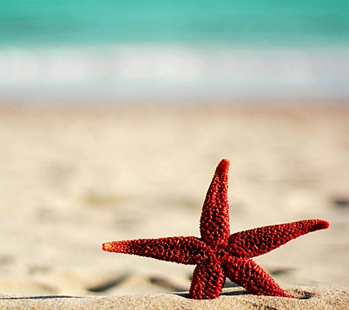 red starfish