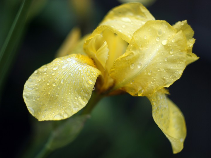 Yellow iris after the rain