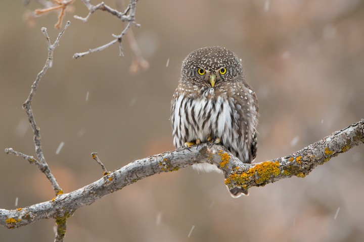 owl