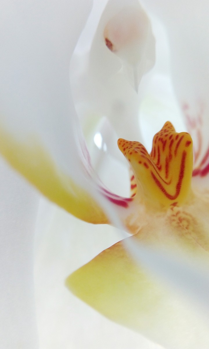 Orchidee
