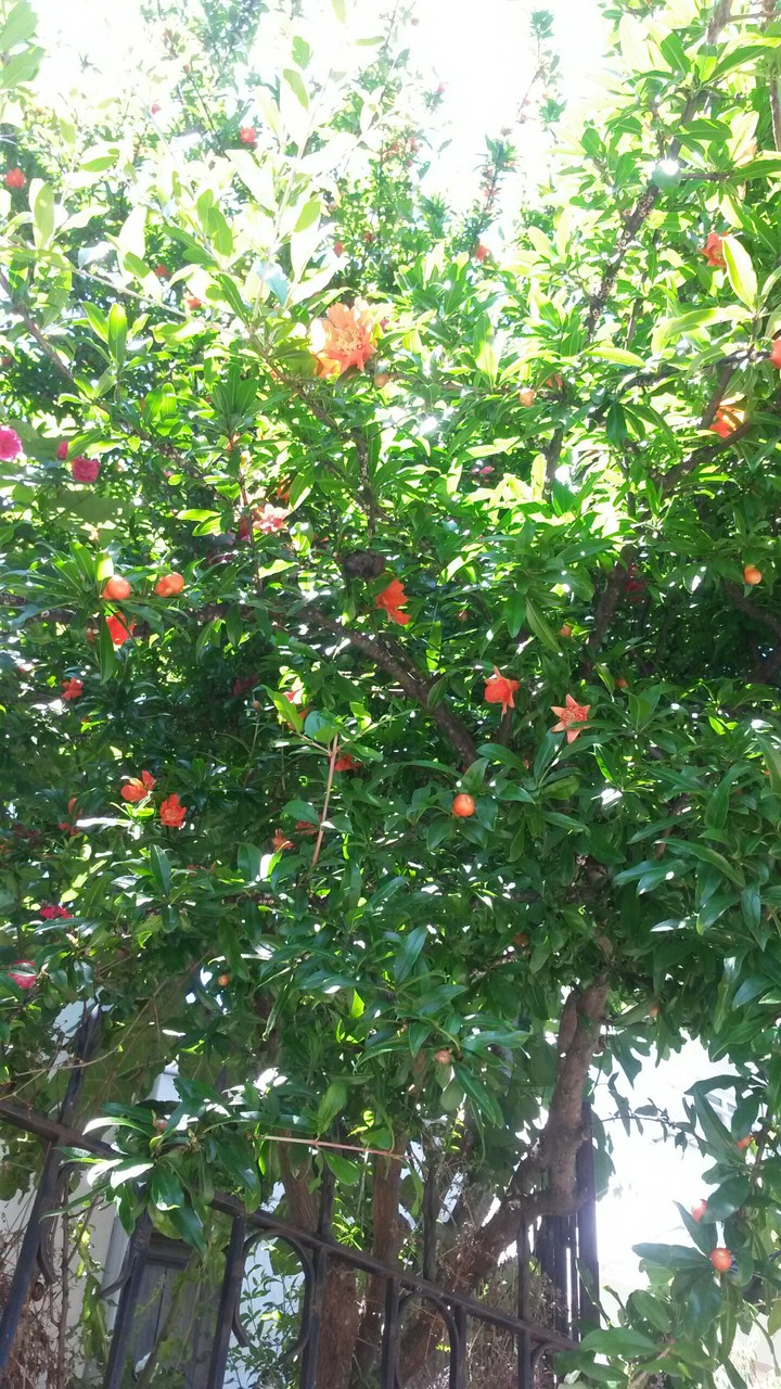 FLORA