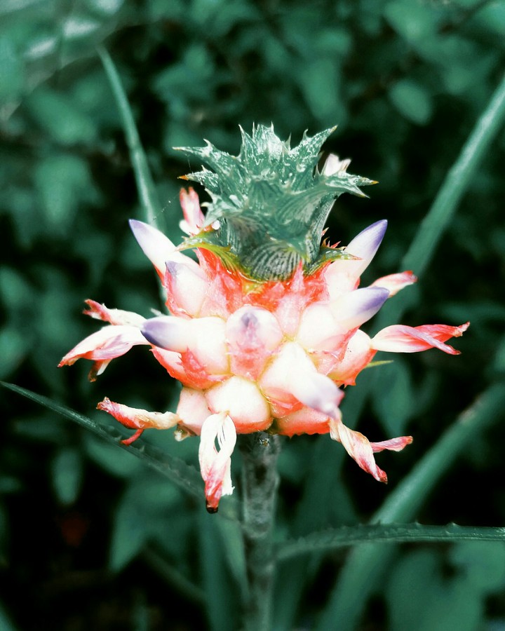 Flower? Fruit?