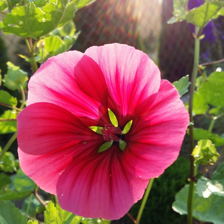 flover