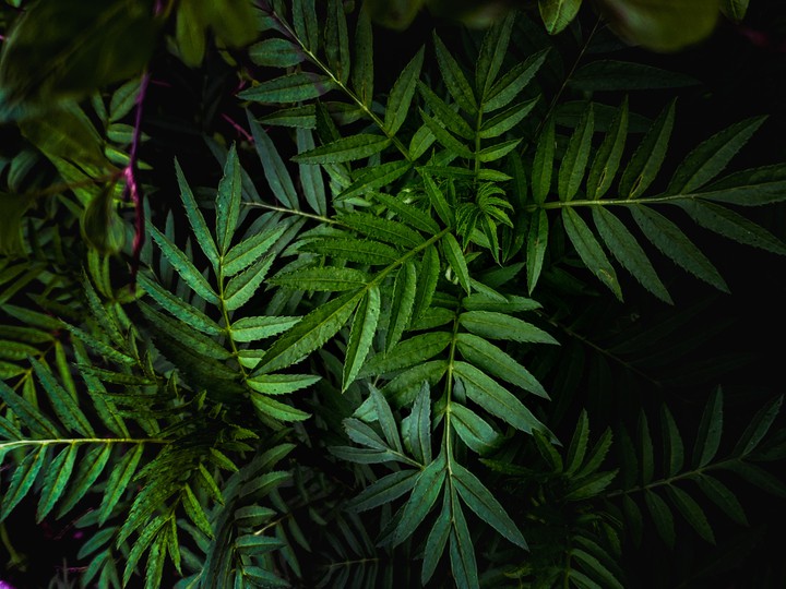 Dark Green Leaves