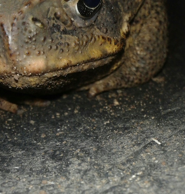 The little frogy