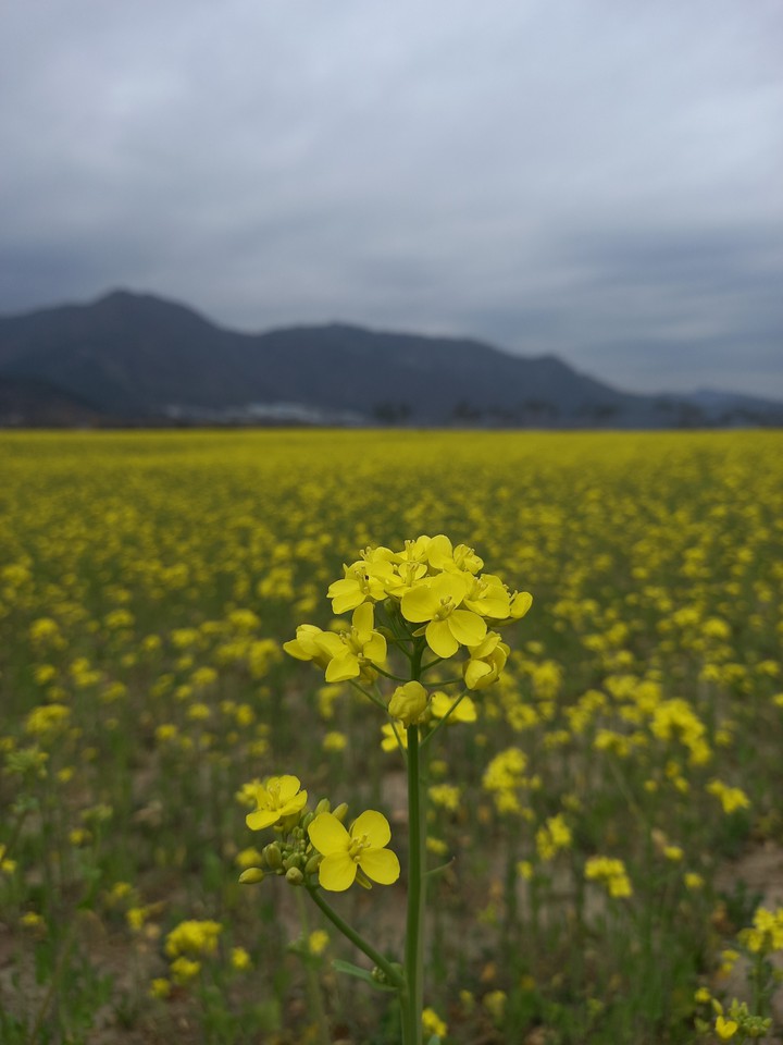양산 황산공원