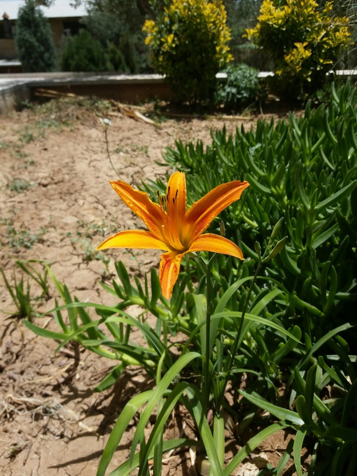 flower