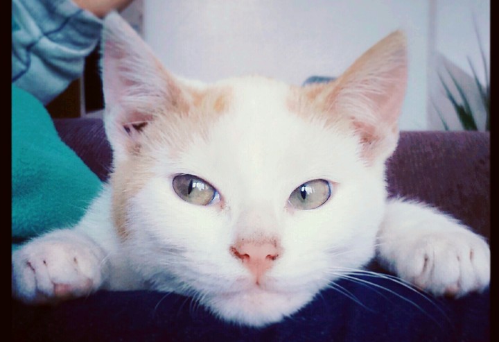 Felix el gato