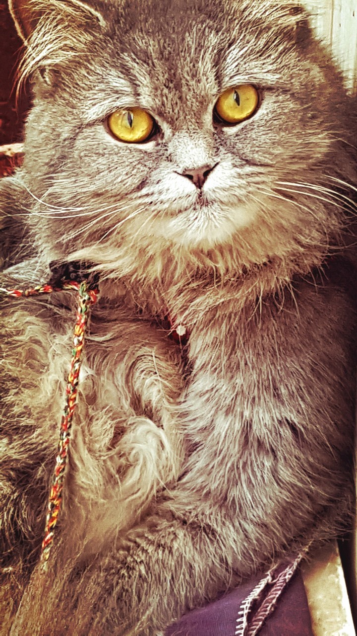 cat