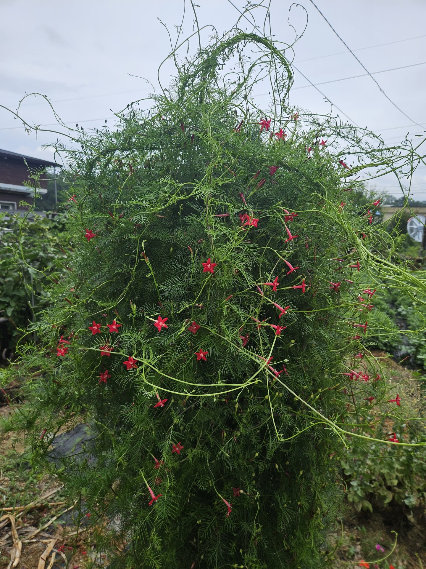 тапети geraniums, lobelias