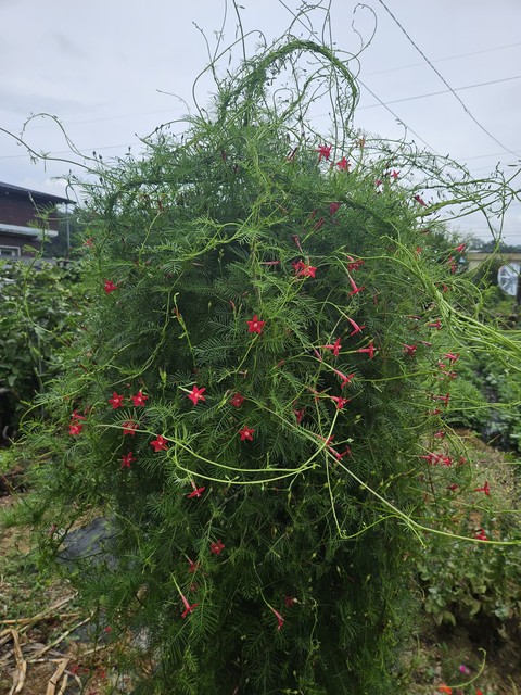 ταπετσαρίες geraniums, lobelias