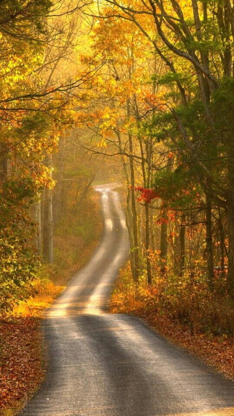 forest road