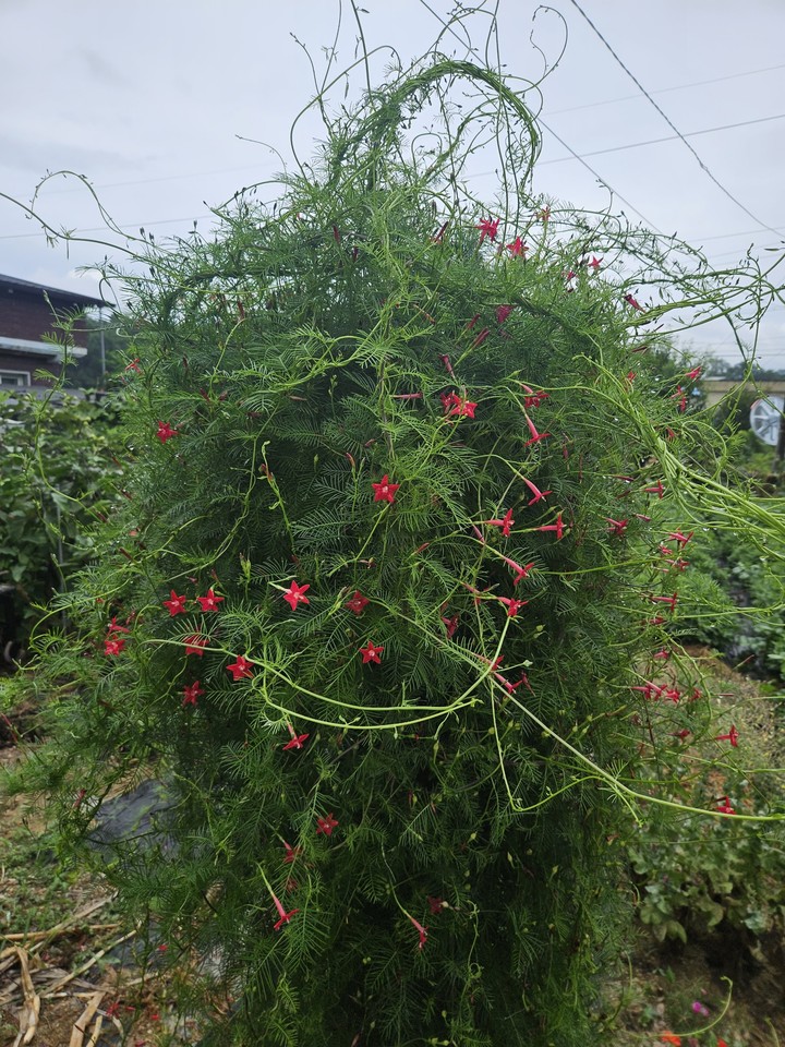 тапети lobelias, geraniums