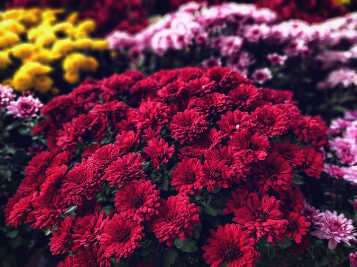 autumn flowers