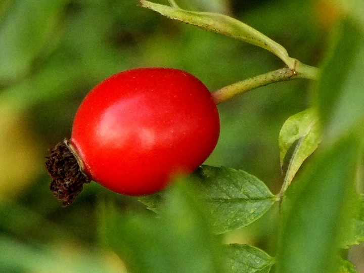 Frucht