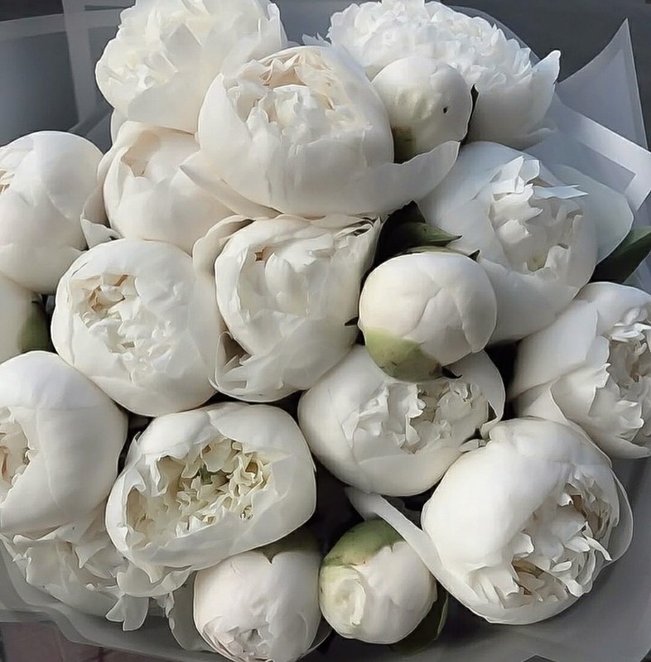 A Splash of Green on the White Peonies