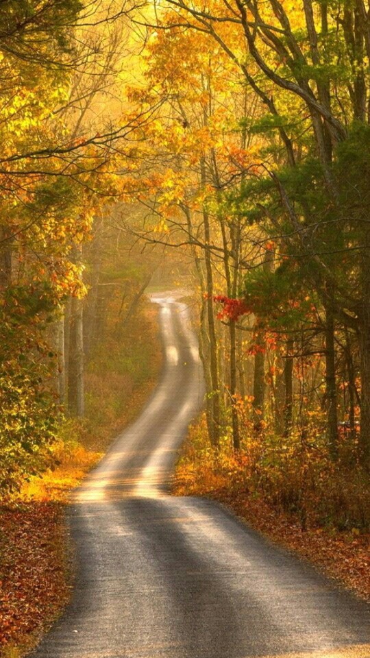 forest road