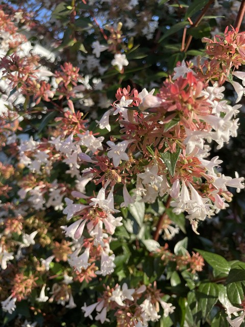 шпалери flower, jasmine