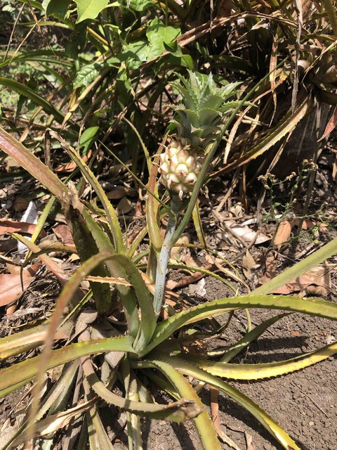 Pineapple_Piña. ?