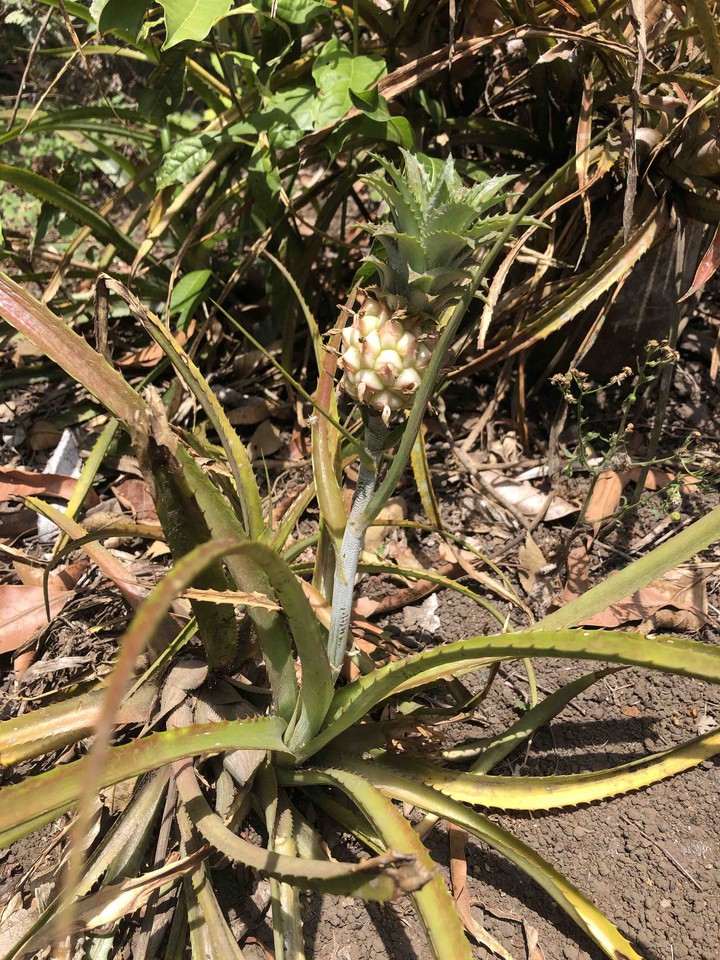 Pineapple_Piña. ?