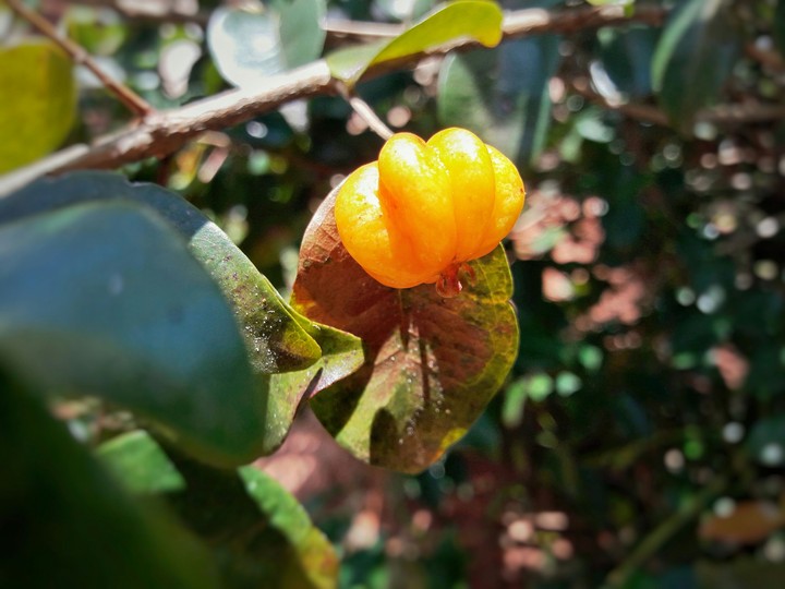 Pitanga