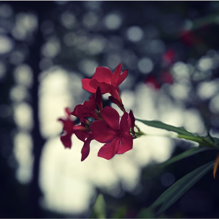 The Flower