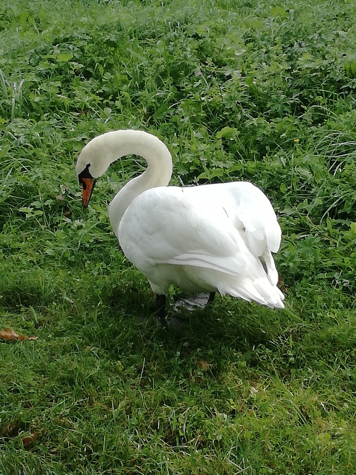 Swan
