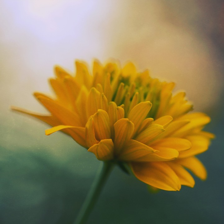 Macro shot