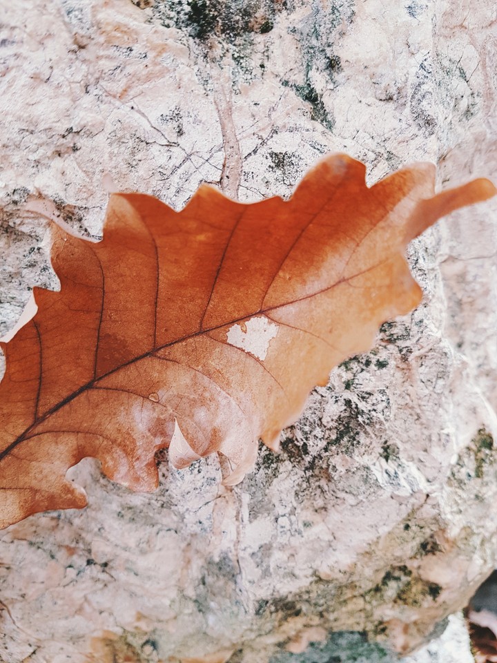 Oak leaf with little heart