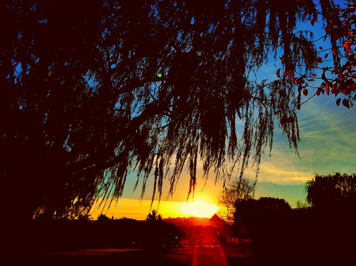 sun in park