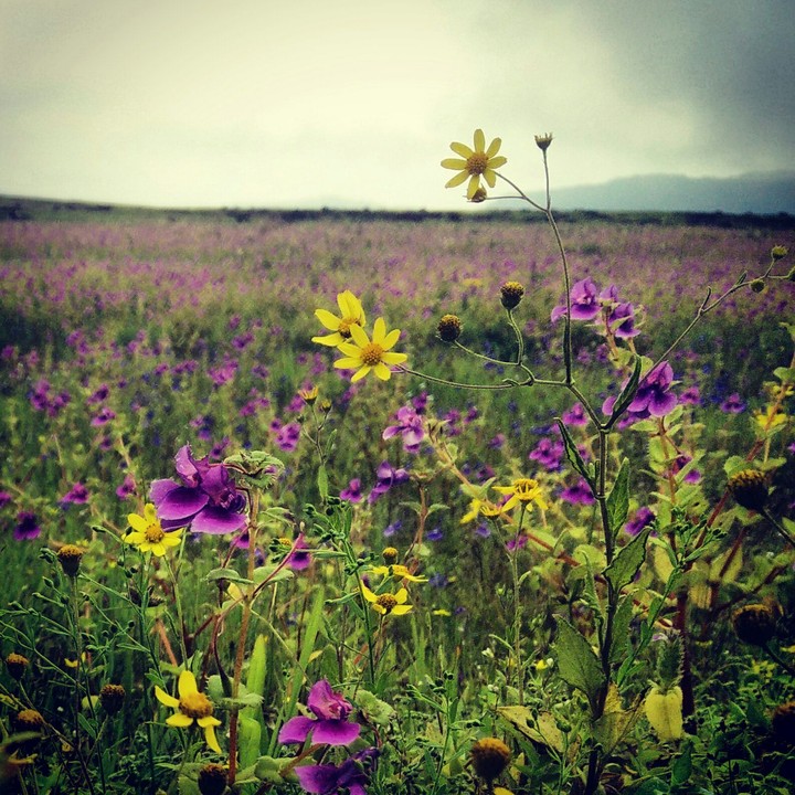 Valley of Flowers