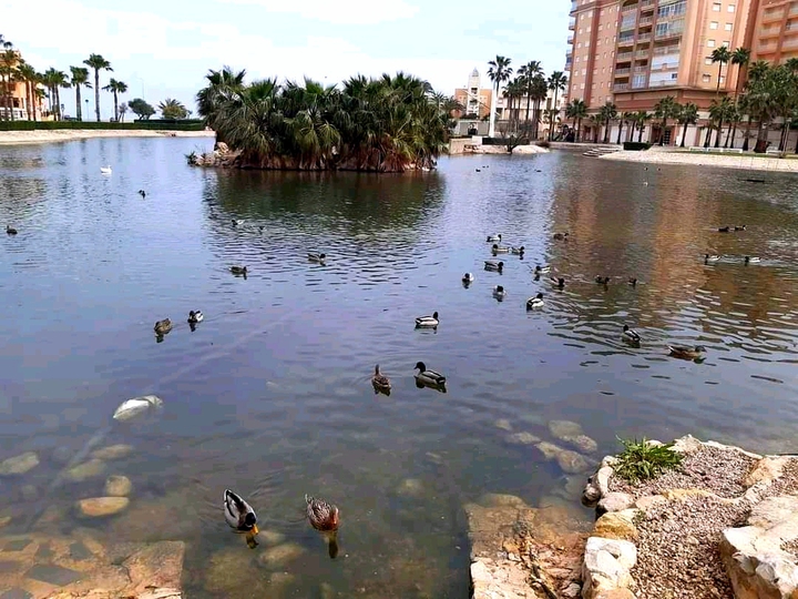 #ducks