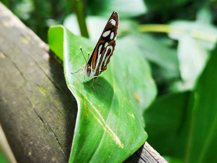 borboleta