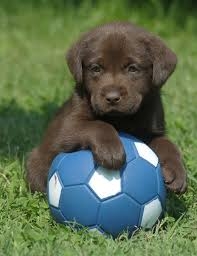 i love puppies