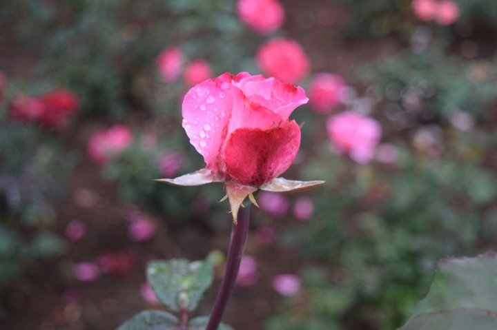 Lovely rose!!!