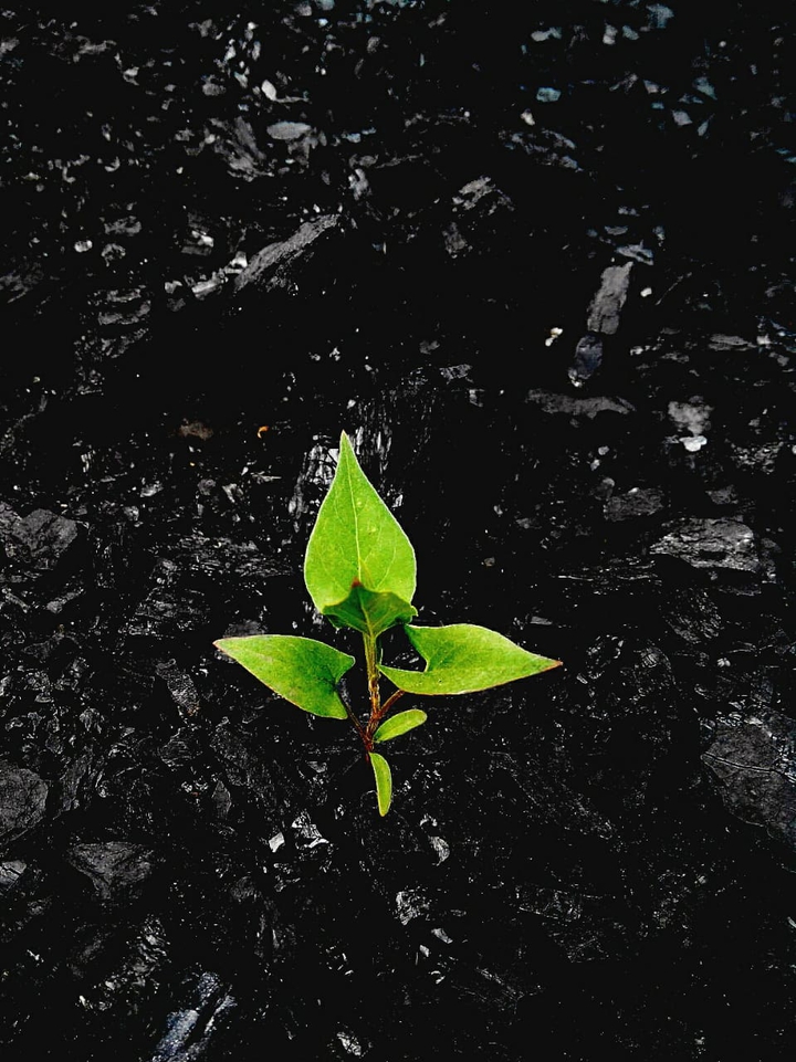 plant?