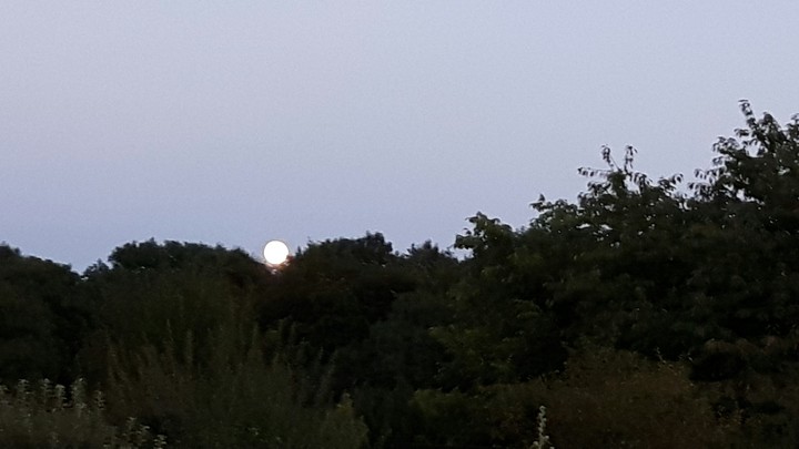 Mond