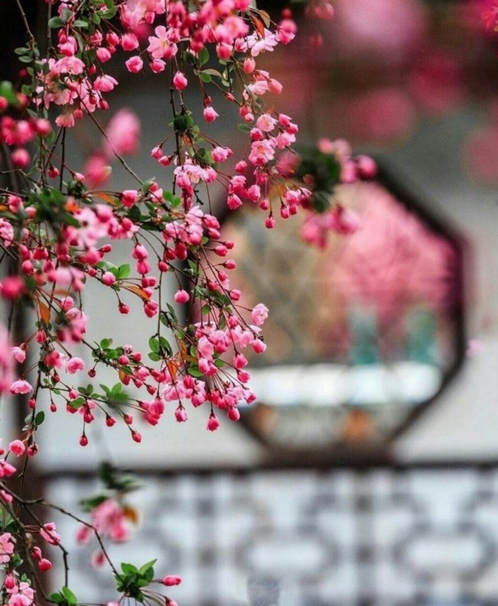 nice flower