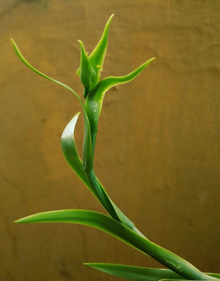 greeny