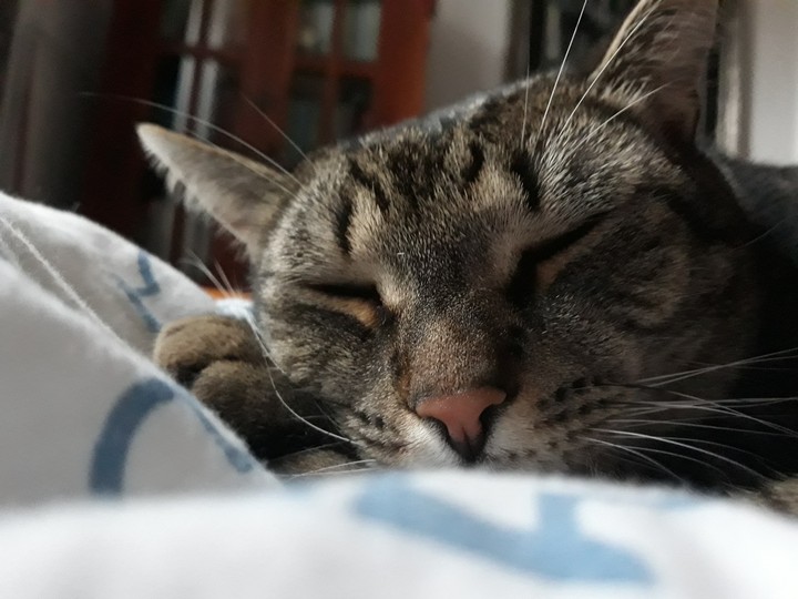 my cat