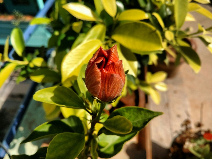 Flower