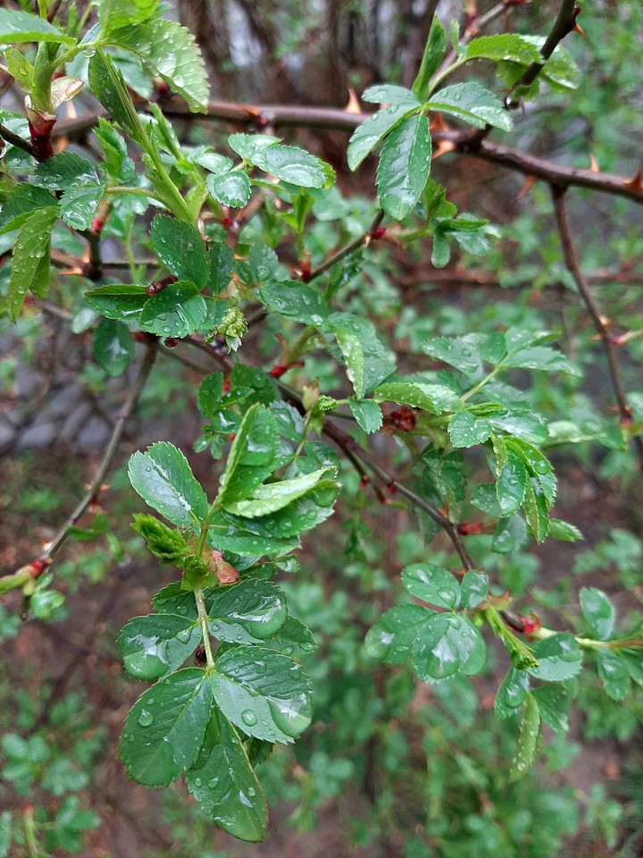 spring