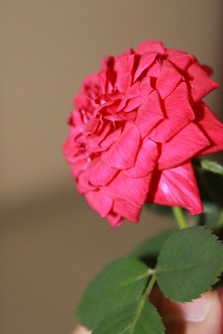 rose