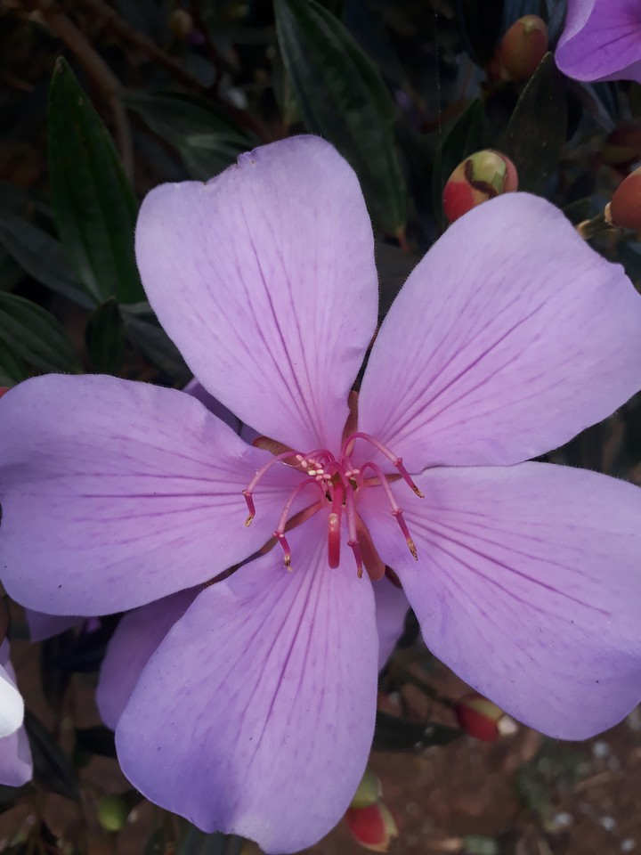 flores