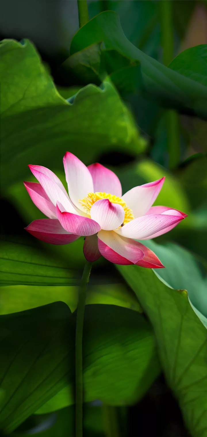 Prety flower